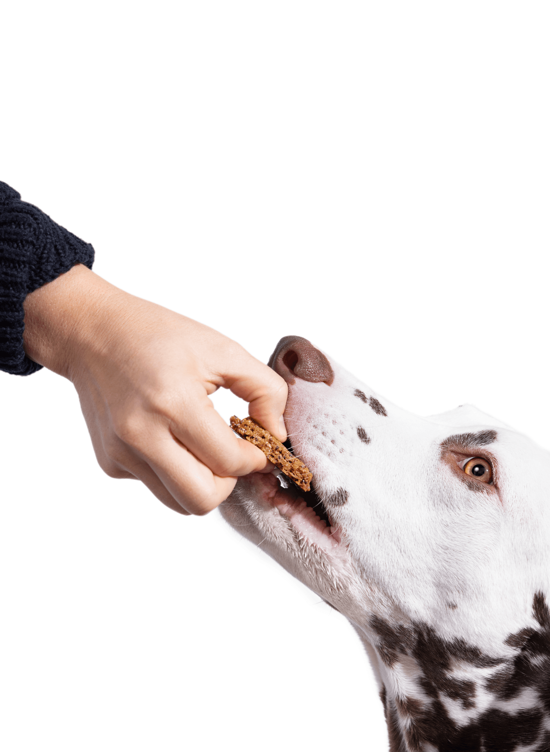 How The Founder Of Maev Is Creating Healthy Lifestyles For Dogs Through  Human-Grade Nutrition